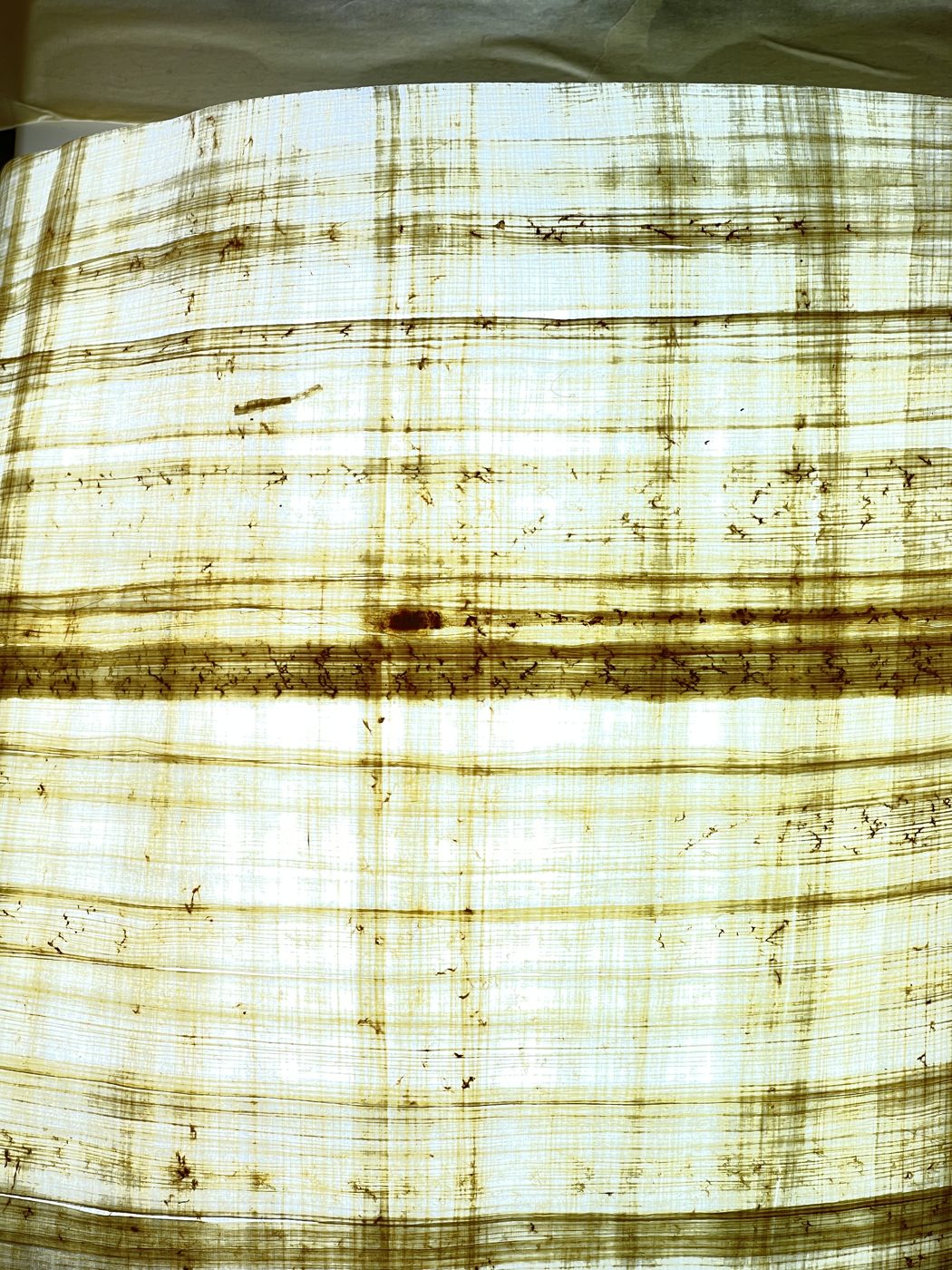 Backlit papyrus fibres, very close